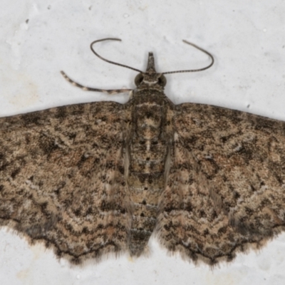 Chloroclystis filata (Filata Moth, Australian Pug Moth) at Melba, ACT - 20 Sep 2021 by kasiaaus