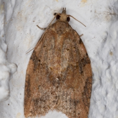 Epiphyas postvittana (Light Brown Apple Moth) at Melba, ACT - 20 Sep 2021 by kasiaaus