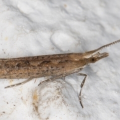 Plutella xylostella (Diamondback Moth) at Melba, ACT - 19 Sep 2021 by kasiaaus