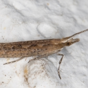 Plutella xylostella at Melba, ACT - 20 Sep 2021