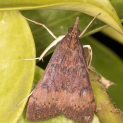 Uresiphita ornithopteralis (Tree Lucerne Moth) at Melba, ACT - 19 Sep 2021 by kasiaaus