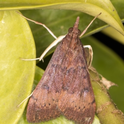 Uresiphita ornithopteralis (Tree Lucerne Moth) at Melba, ACT - 19 Sep 2021 by kasiaaus