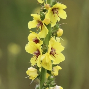 Verbascum virgatum at Hume, ACT - 5 Dec 2021