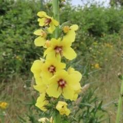 Verbascum virgatum at Hume, ACT - 5 Dec 2021