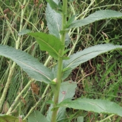 Verbascum virgatum at Hume, ACT - 5 Dec 2021