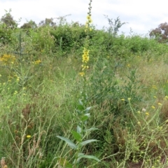 Verbascum virgatum at Hume, ACT - 5 Dec 2021