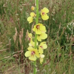 Verbascum virgatum at Hume, ACT - 5 Dec 2021