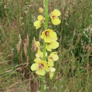 Verbascum virgatum at Hume, ACT - 5 Dec 2021