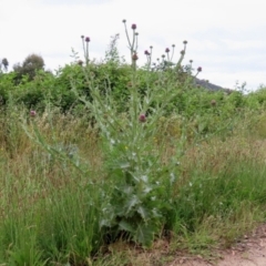 Onopordum acanthium at Hume, ACT - 5 Dec 2021