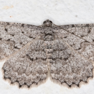 Psilosticha absorpta (Fine-waved Bark Moth) at Melba, ACT - 21 Sep 2021 by kasiaaus