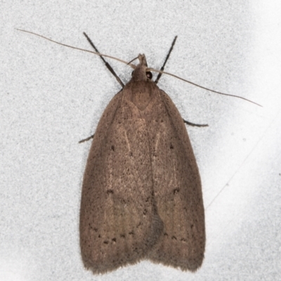 Chezala privatella (A Concealer moth) at Melba, ACT - 22 Sep 2021 by kasiaaus