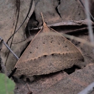 Epidesmia hypenaria at Cook, ACT - 23 Nov 2021