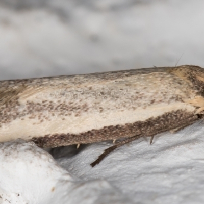 Philobota mathematica group undescribed species. (A concealer moth) at Melba, ACT - 23 Sep 2021 by kasiaaus