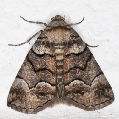 Dysbatus undescribed species (A Line-moth) at Melba, ACT - 24 Sep 2021 by kasiaaus