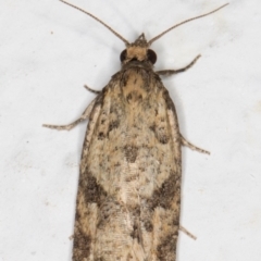 Tortricinae (subfamily) (A tortrix moth) at Melba, ACT - 24 Sep 2021 by kasiaaus