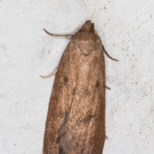 Tachystola acroxantha at Melba, ACT - 24 Sep 2021