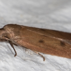 Tachystola acroxantha at Melba, ACT - 24 Sep 2021