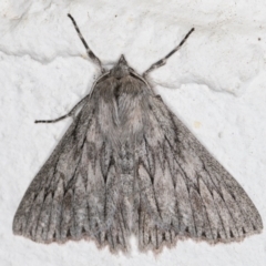 Cyneoterpna wilsoni (Cyneoterpna wilsoni) at Melba, ACT - 24 Sep 2021 by kasiaaus