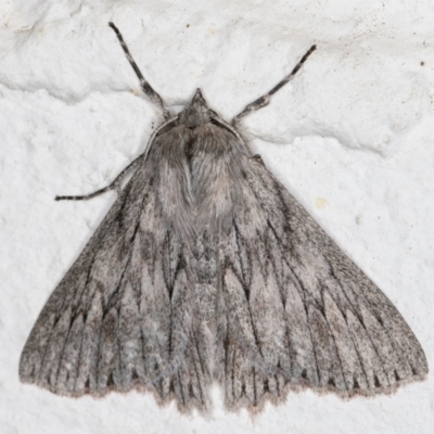 Cyneoterpna wilsoni (Cyneoterpna wilsoni) at Melba, ACT - 24 Sep 2021 by kasiaaus