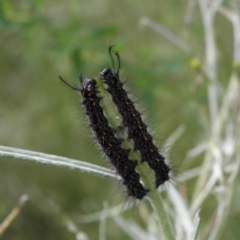 Nyctemera amicus (Senecio Moth, Magpie Moth, Cineraria Moth) at Pearce, ACT - 5 Dec 2021 by MatthewFrawley