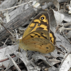 Heteronympha merope at Pearce, ACT - 5 Dec 2021 09:59 AM