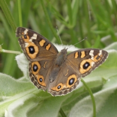 Junonia villida (Meadow Argus) at Fisher, ACT - 5 Dec 2021 by MatthewFrawley