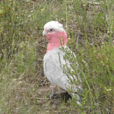 Eolophus roseicapilla (Galah) at Fisher, ACT - 5 Dec 2021 by MatthewFrawley