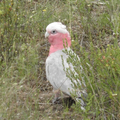 Eolophus roseicapilla (Galah) at Fisher, ACT - 4 Dec 2021 by MatthewFrawley