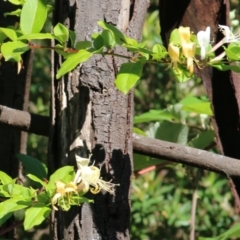 Unidentified Climber or Mistletoe at Yackandandah, VIC - 4 Dec 2021 by KylieWaldon