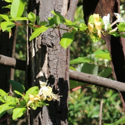 Lonicera japonica (Japanese Honeysuckle) at Yackandandah, VIC - 5 Dec 2021 by KylieWaldon