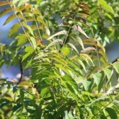 Ailanthus altissima (Tree-of-Heaven) at Yackandandah, VIC - 5 Dec 2021 by KylieWaldon