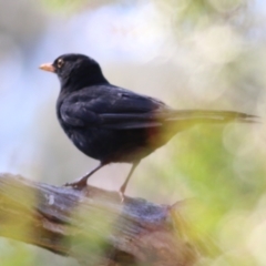 Turdus merula (Eurasian Blackbird) at Yackandandah, VIC - 4 Dec 2021 by KylieWaldon