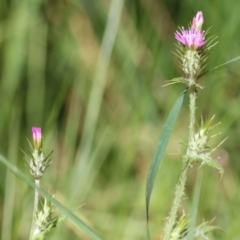 Carduus tenuiflorus (Winged Slender Thistle) at Yackandandah, VIC - 5 Dec 2021 by KylieWaldon