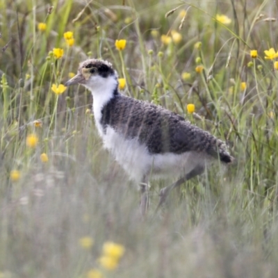 Vanellus miles (Masked Lapwing) at Shannons Flat, NSW - 5 Dec 2021 by AlisonMilton