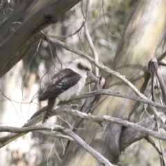 Dacelo novaeguineae (Laughing Kookaburra) at Yaouk, NSW - 5 Dec 2021 by AlisonMilton