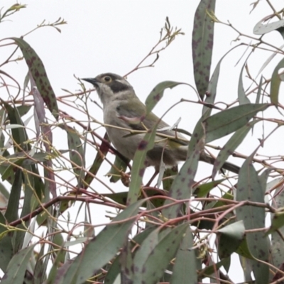 Melithreptus brevirostris (Brown-headed Honeyeater) at Yaouk, NSW - 5 Dec 2021 by AlisonMilton