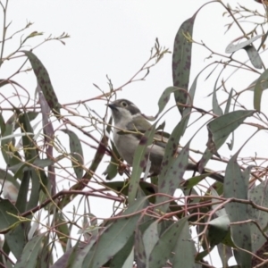 Melithreptus brevirostris at Yaouk, NSW - 5 Dec 2021