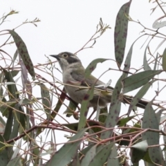 Melithreptus brevirostris at Yaouk, NSW - 5 Dec 2021