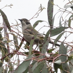 Melithreptus brevirostris at Yaouk, NSW - 5 Dec 2021