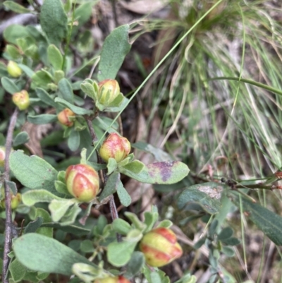 Hibbertia obtusifolia (Grey Guinea-flower) at Acton, ACT - 6 Dec 2021 by Jenny54