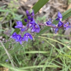 Veronica sp. at Acton, ACT - 5 Dec 2021 by Jenny54