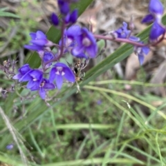 Veronica sp. at Acton, ACT - 6 Dec 2021 09:48 AM