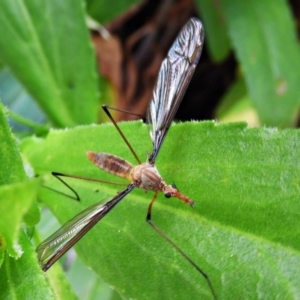 Leptotarsus (Macromastix) costalis at Crooked Corner, NSW - 5 Dec 2021 05:00 PM