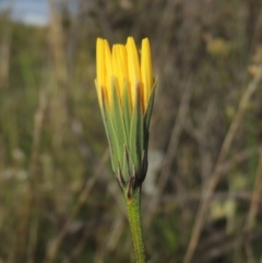 Microseris walteri (Yam Daisy, Murnong) at Rob Roy Range - 20 Oct 2021 by MichaelBedingfield