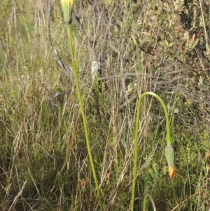 Microseris walteri at Conder, ACT - 20 Oct 2021