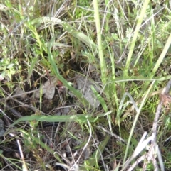 Microseris walteri at Conder, ACT - 20 Oct 2021