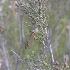 Harpobittacus australis (Hangingfly) at Conder, ACT - 20 Oct 2021 by MichaelBedingfield