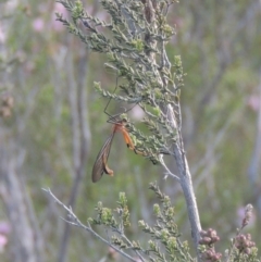 Harpobittacus australis (Hangingfly) at Conder, ACT - 20 Oct 2021 by michaelb