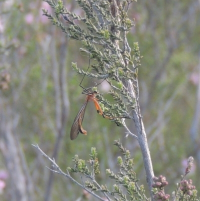 Harpobittacus australis (Hangingfly) at Conder, ACT - 20 Oct 2021 by MichaelBedingfield
