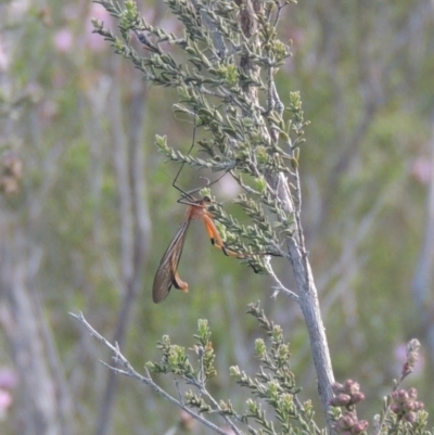 Harpobittacus australis (Hangingfly) at Conder, ACT - 20 Oct 2021 by michaelb